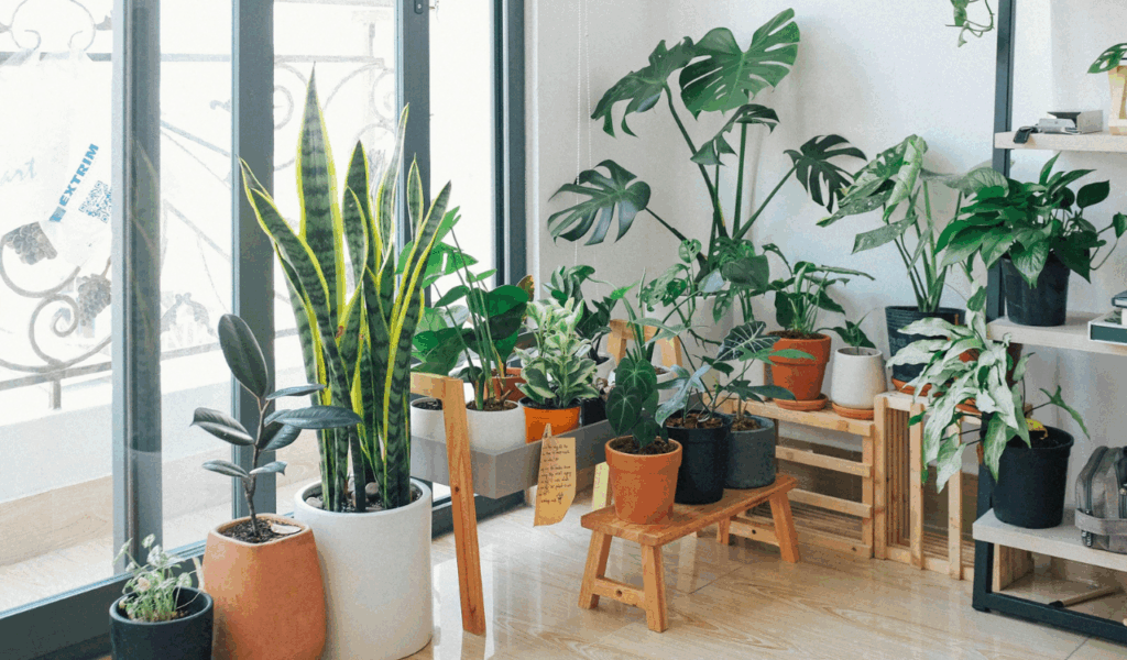Fill Rooms With Real Indoor Plants