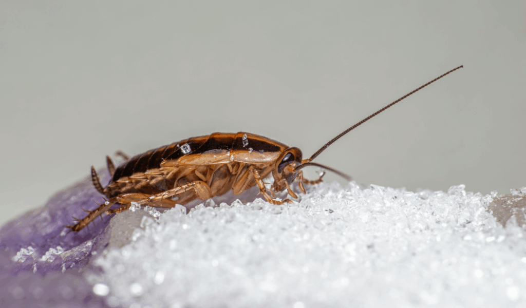 Pest Attraction to Glue