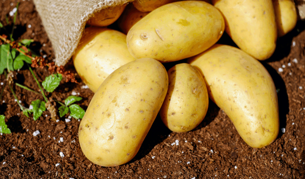  Large Burlap Sacks of Potatoes