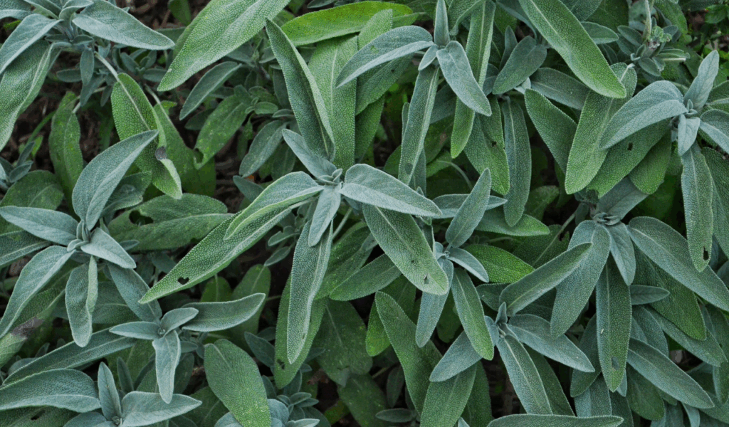 The Use of "Muddy" and Muted Tones