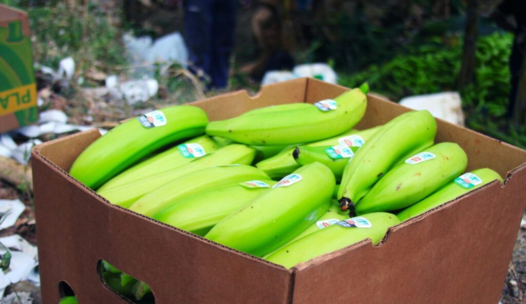 The Organic Banana Band