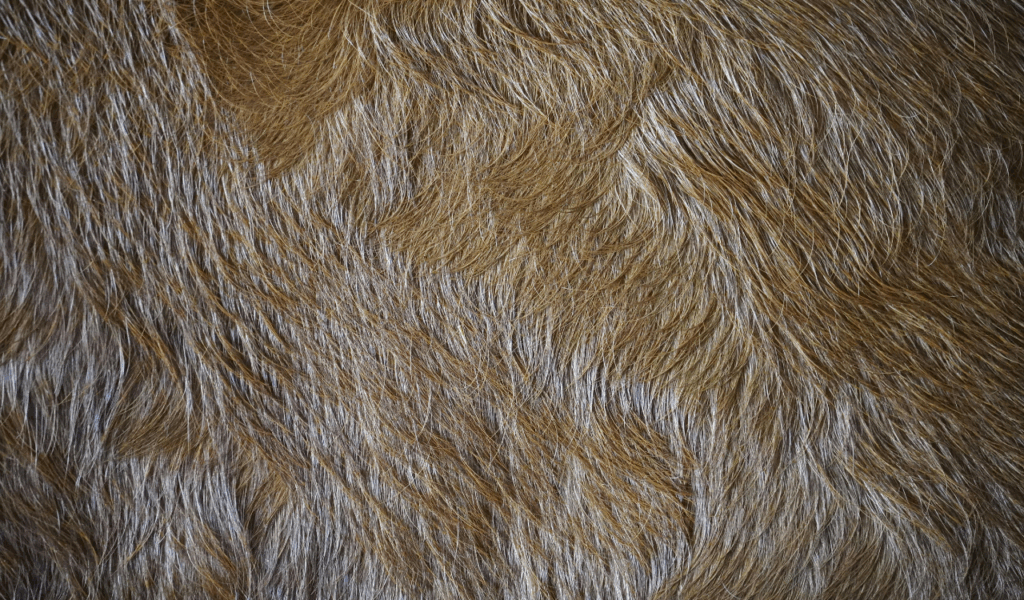 Formaldehyde-Tanned "High-Gloss" Rugs