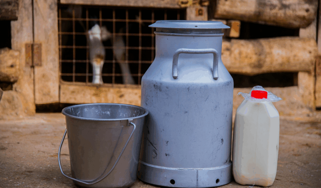  Large Jugs of Fresh Milk