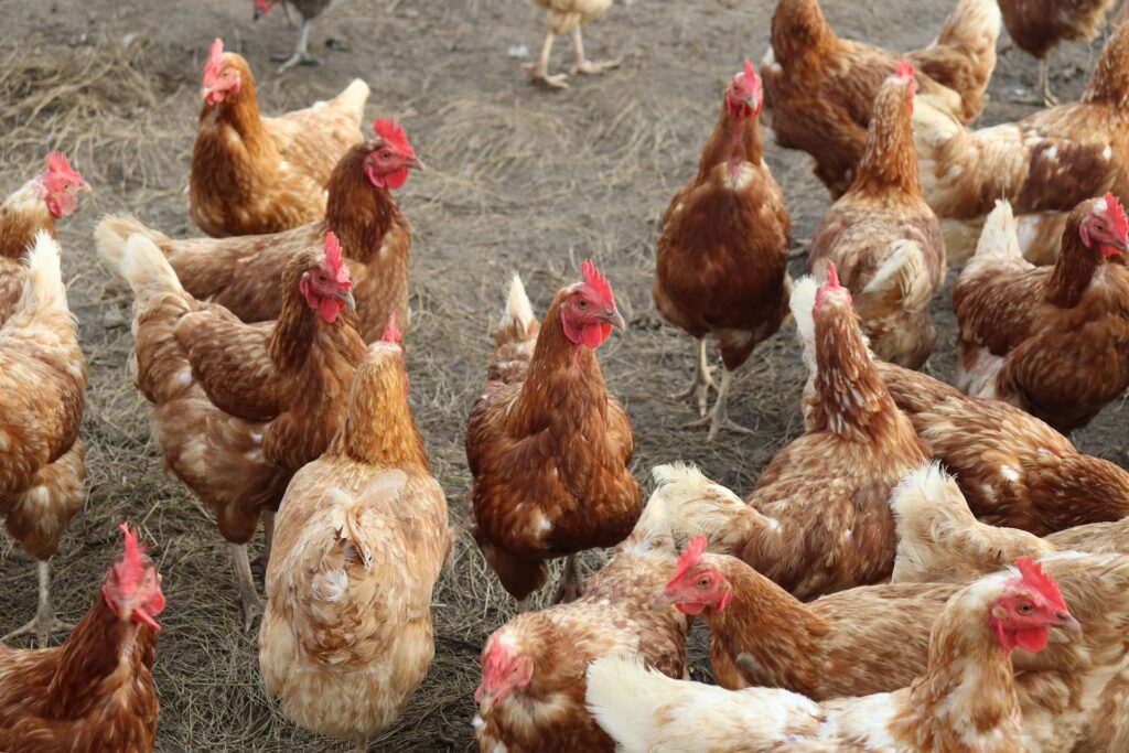  Red Sex Link Chickens Aren’t True Heritage Breeds