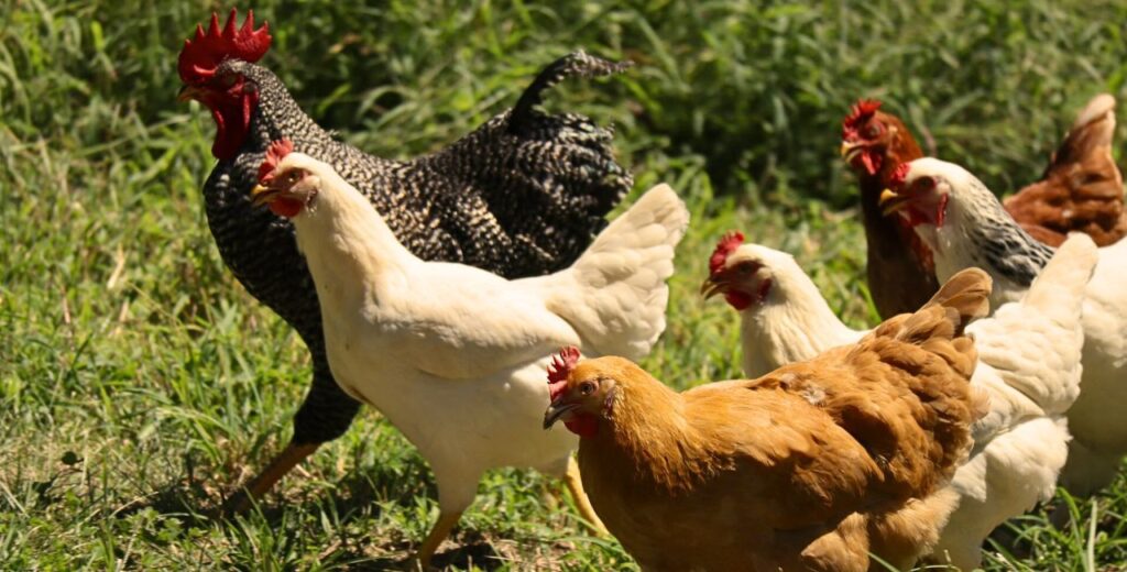 Assorted heritage chicken breeds standing on a rustic farm background, showcasing traditional poultry diversity