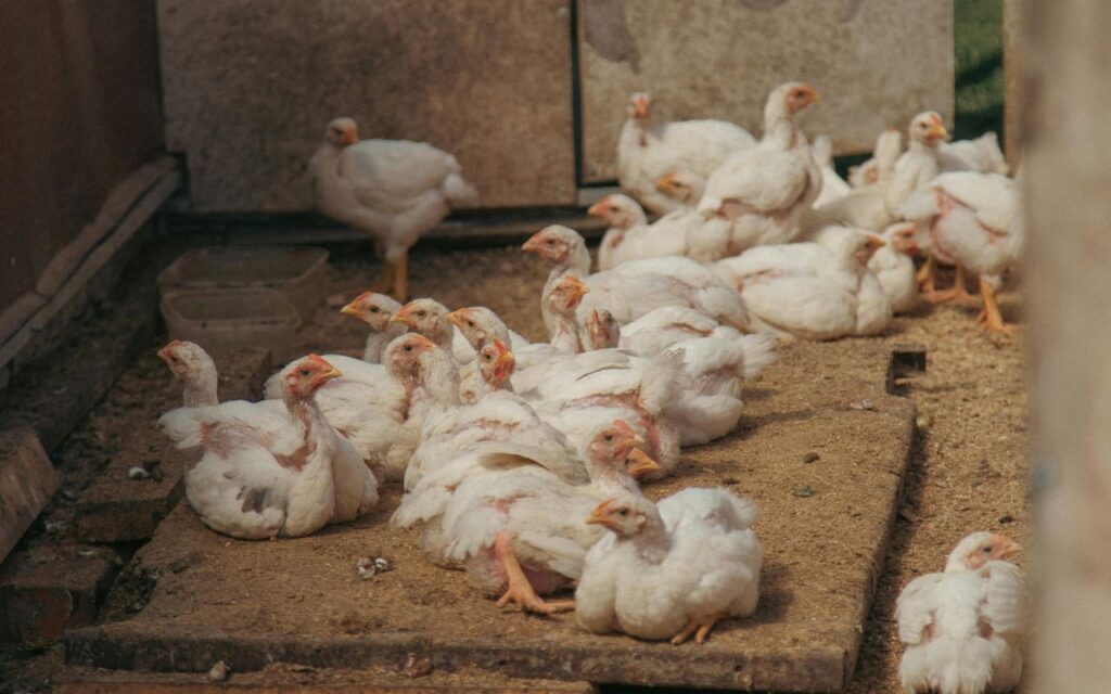 Freedom Rangers: Patented Crosses, Not Historical Breeds