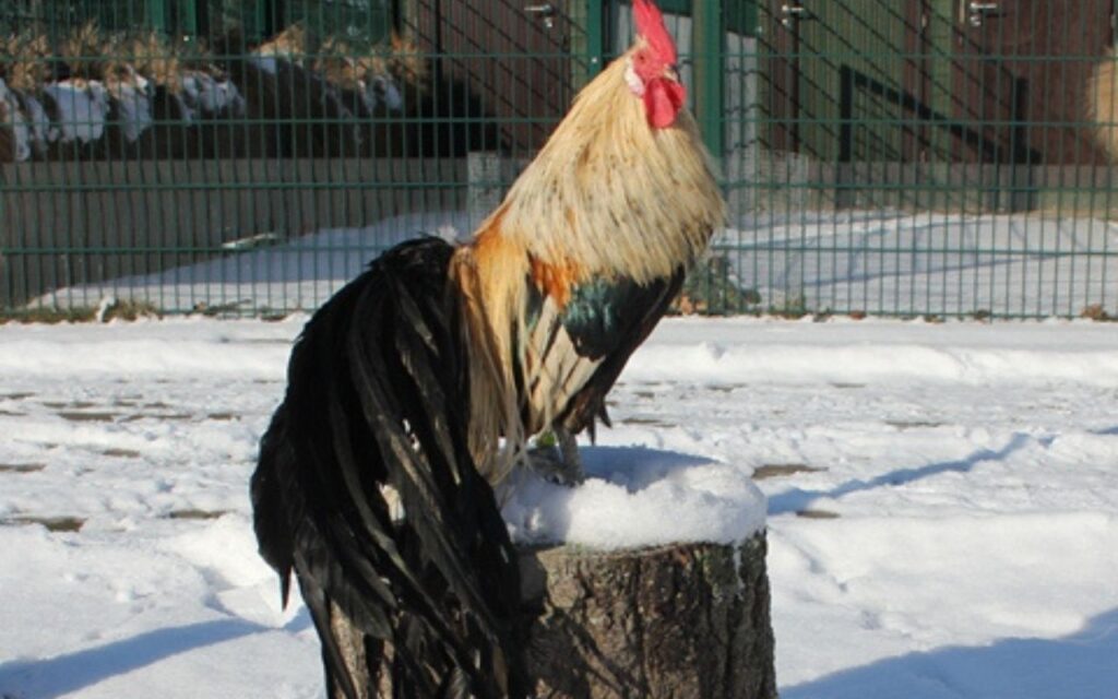 American Onagadori Often Just Phoenix Hybrids