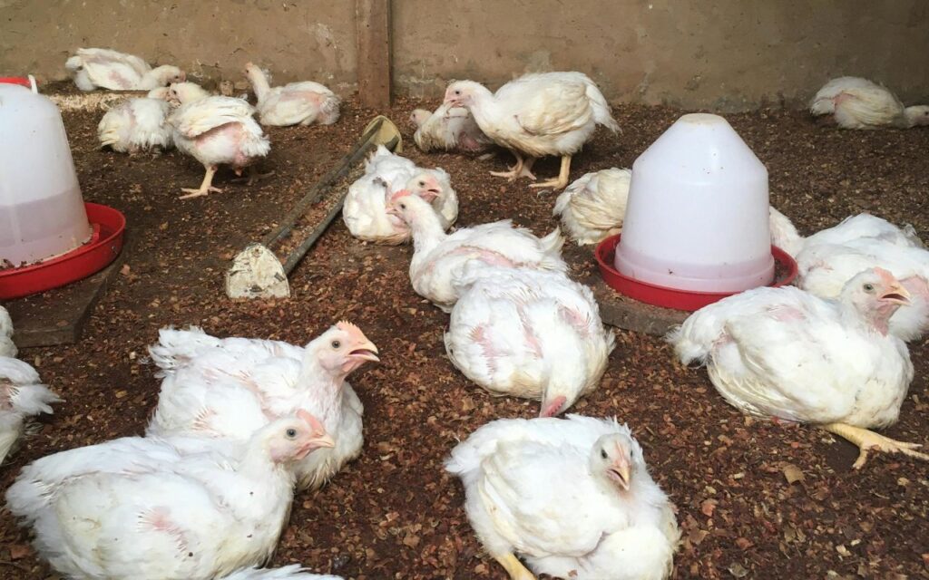 Cornish Cross Broilers: Industrial Meat Hybrids