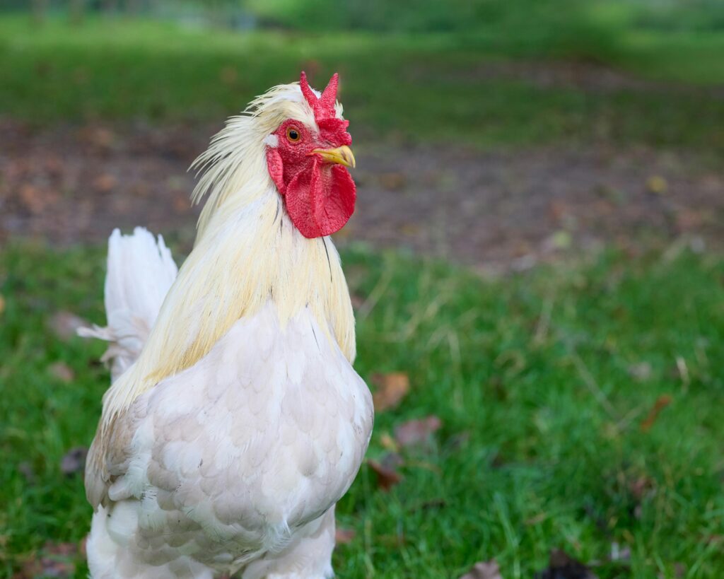 Recessively White Cornish/Rock Crosses Sold as Heritage