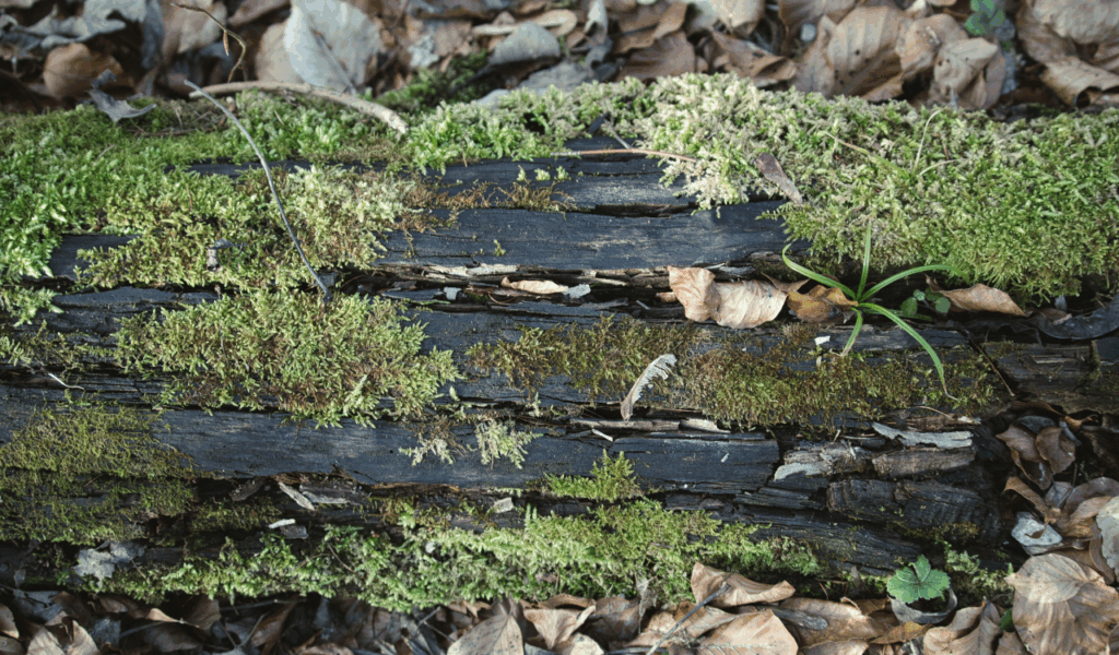 Softwood Veneer Containers