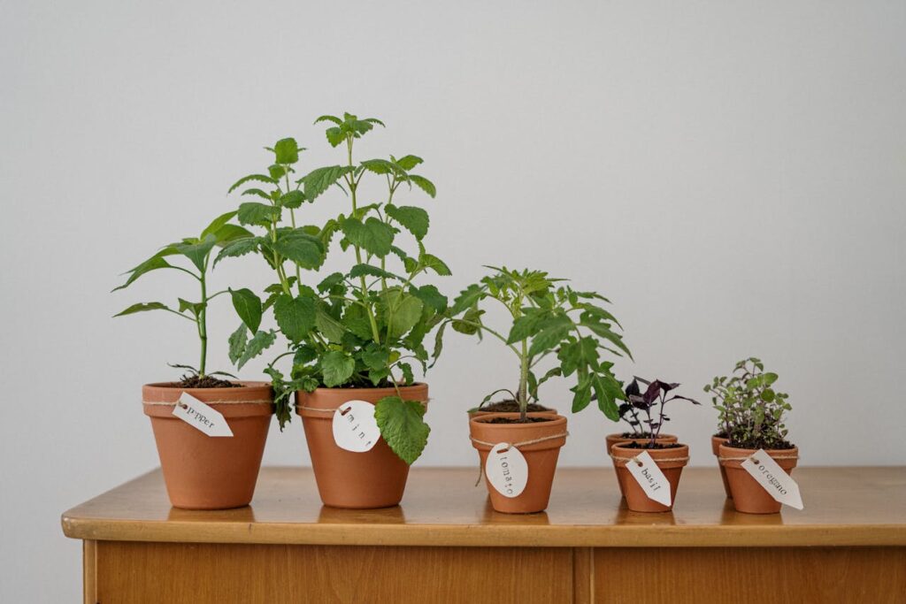 Indoor Plants That Bring Organic Movement