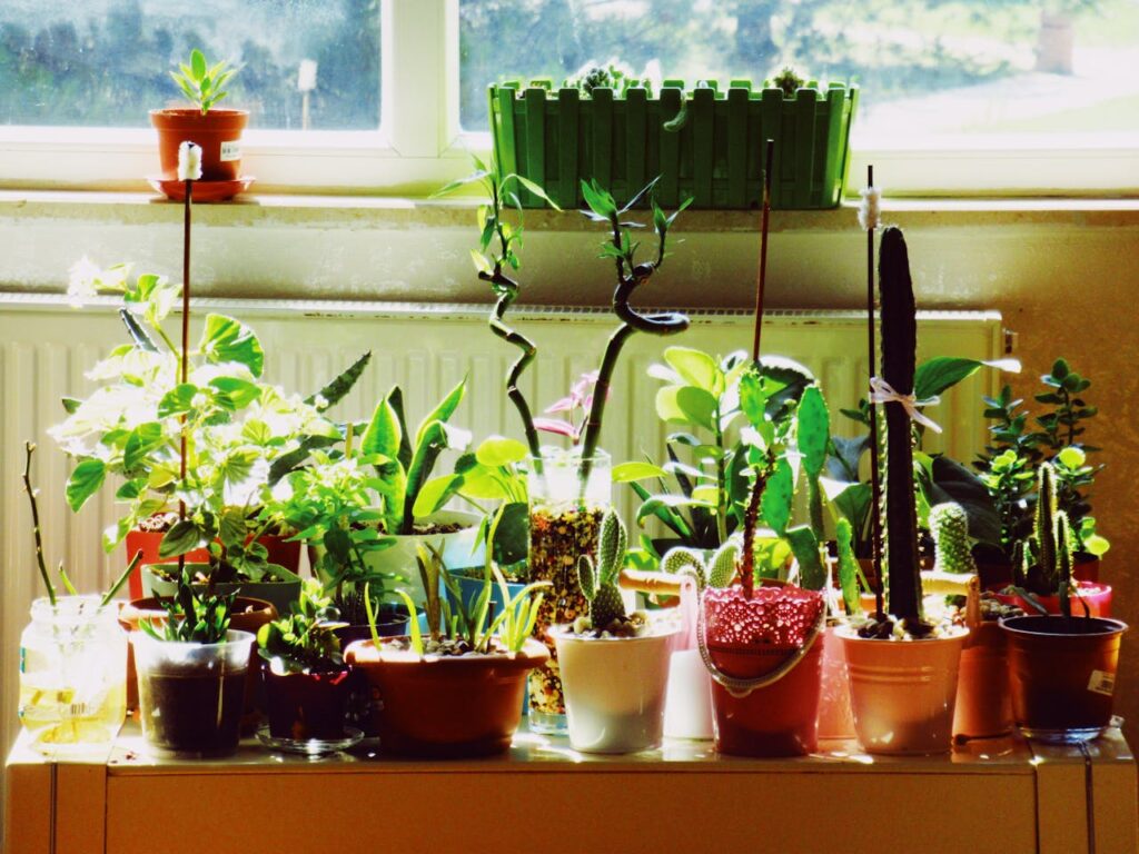 Indoor Plants With Subtle Uplighting