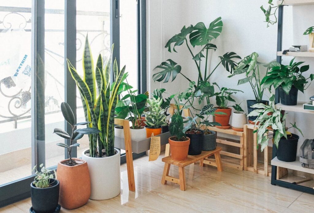Indoor Plants That Transform Your Home