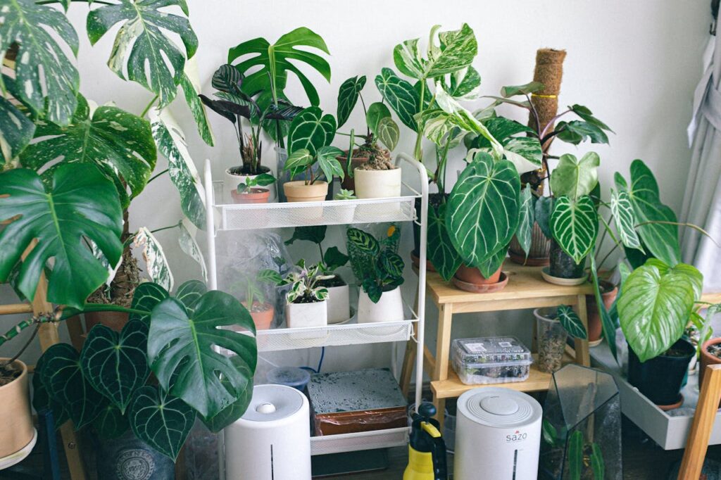 Indoor Plants That Purify and Relax