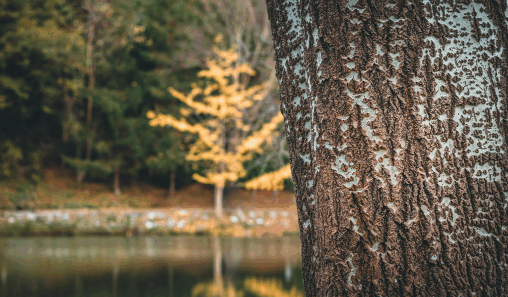 Unsealed Bark Inclusions and Natural Edges