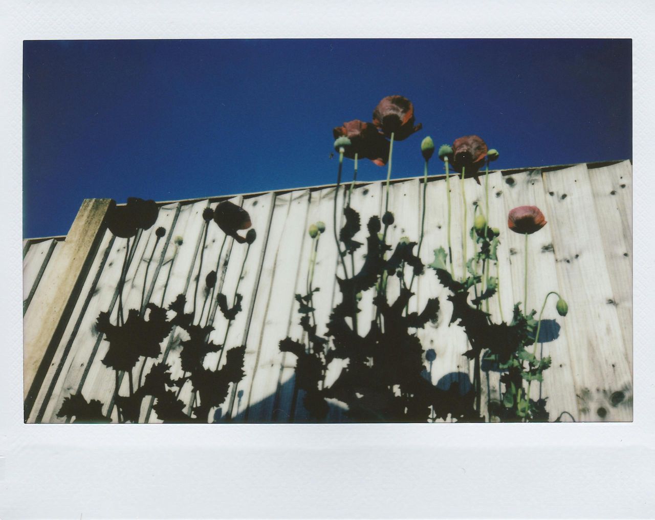 Installing High Fences